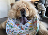 Aussie summer drool Bib Chow Chow