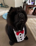 The ultimate Tuxedo Bib Chow Chow