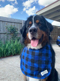 big dog dog drool bib gentle giant bernese mountain dog australia BMD Bernese dog lover bernese mountain dog NSW MELBOURNE